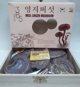  Nấm Linh Chi Tím IMSIL LINHZHI MUSHROOM hộp gỗ 1kg