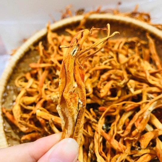 ĐÔNG TRÙNG HẠ THẢO TƯƠI - KHÔ ĐƯỢC NUÔI CÂY GHÉP